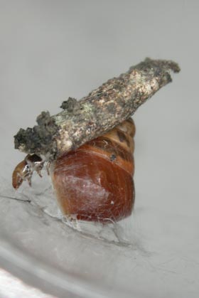 Photo: Flesh-eating Caterpillar