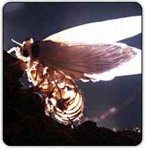 Photograph shows an adult cicada resting at night