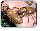 Photograph shows several young cicadas crawling on a man's fingertips