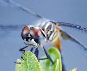 Photo: Closeup of a dragonfly