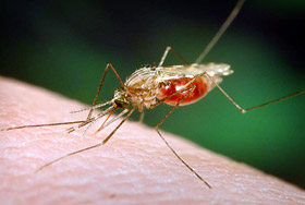 Picture: A mosquito bites a human. The U.S. government now recommends picaridin and lemon eucalyptus as DEET alternatives.