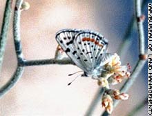 story.butterfly.ap.jpg