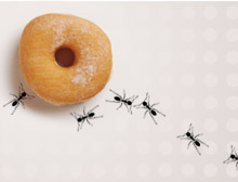story.ants.food.jpg