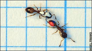 Ants