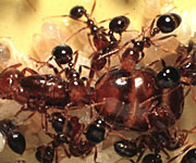 Ants that farm fungus have been growing their own antibiotics for at least 50 million years.