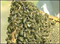 French honey bees