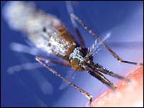 Mosquito