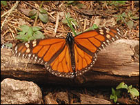 Monarch butterfly, BBC