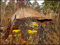 Tree cut down by loggers, BBC