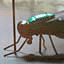 A blowfly's life cycle helps determine how long a body ha...