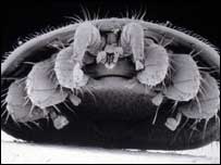 Varroa mite, Vita Europe
