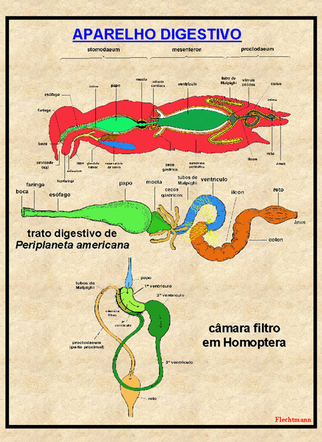 Clique na Transparncia para Imprimir